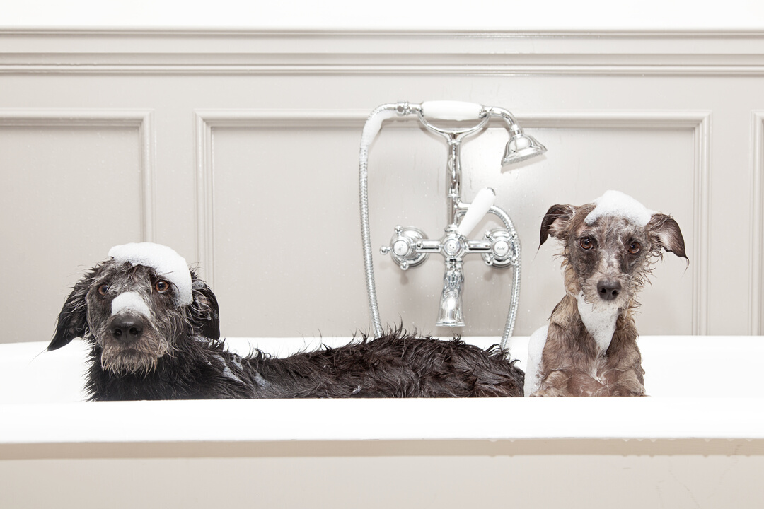 Two Funny Wet Dogs 