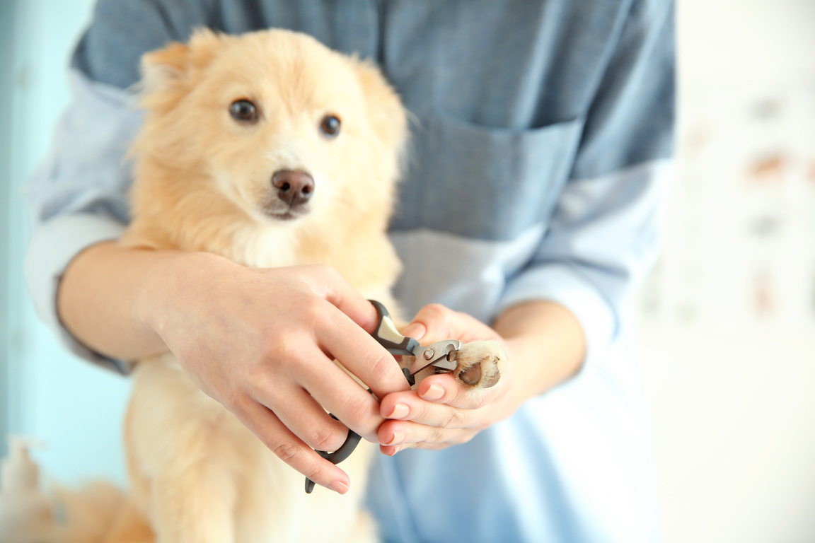 Cute  Spitz Dog  at Groomer Salon